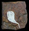 Fossil Ginkgo Leaf From North Dakota - Paleocene #59002-1